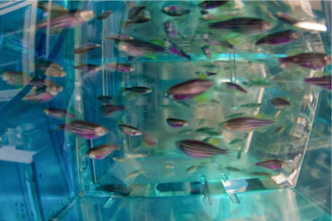 zebrafish