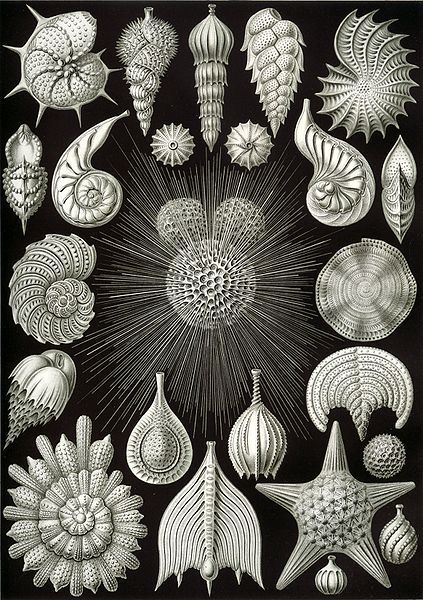 Ernst Haeckel illustration