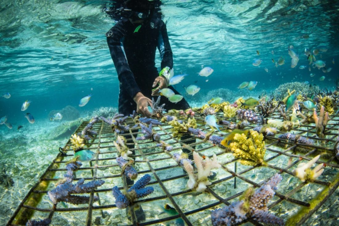 Coral guardian restauration des coraux