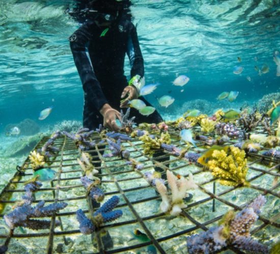 Coral guardian restauration des coraux