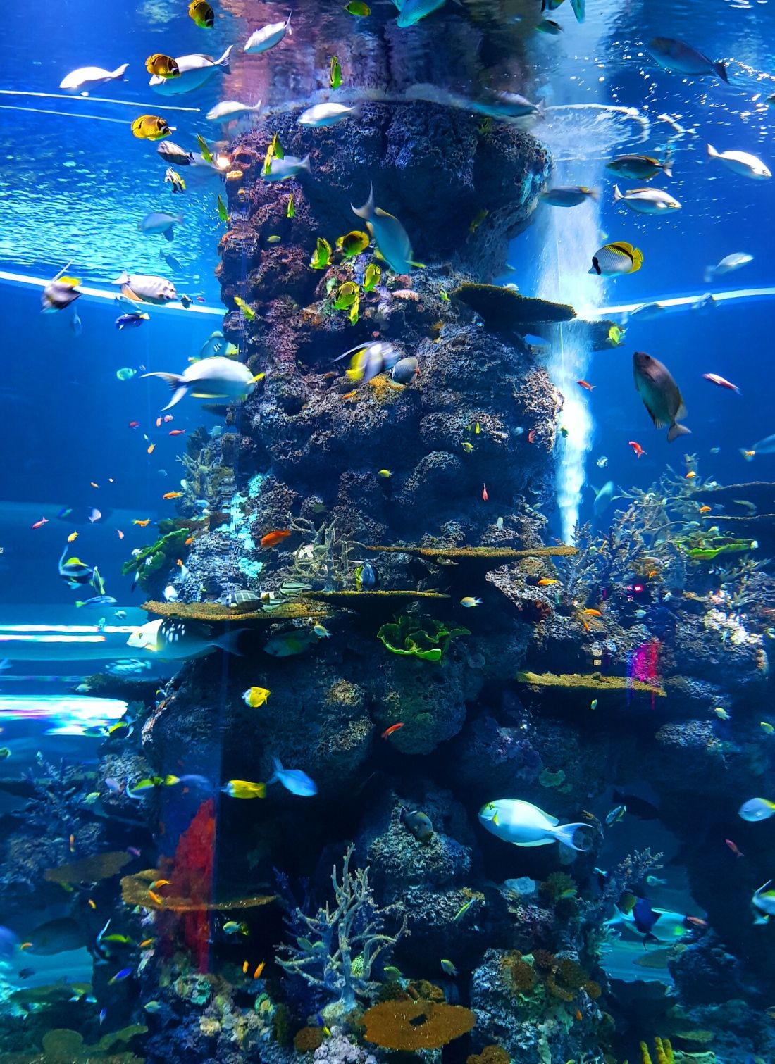 Effet thérapeutique de l'aquarium sur la santé