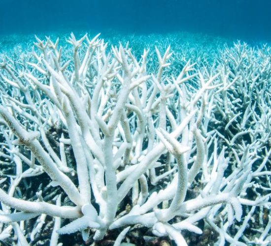 blanchissement des coraux