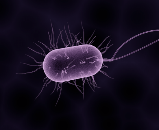 Cyanobacteria macro image