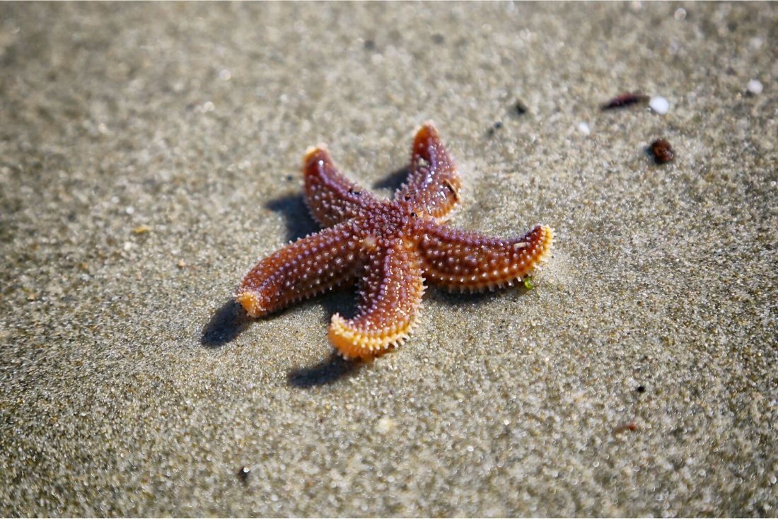 The starfish, an animal with magical powers - Planktovie