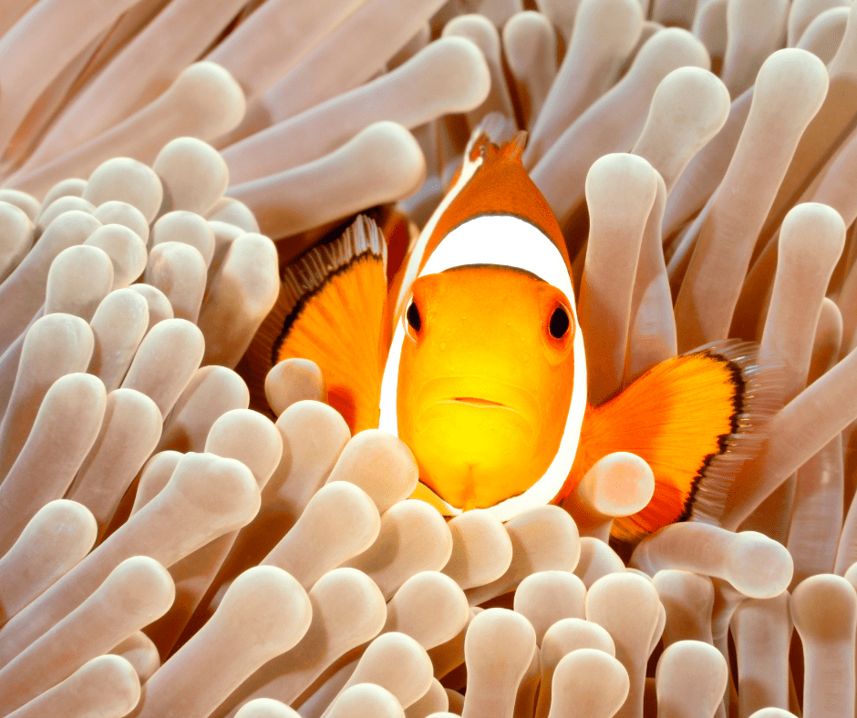 Clownfish food in clearance aquarium